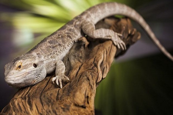 Thấy con tắc kè đánh đề số mấy: Tìm hiểu các con số và ý nghĩa