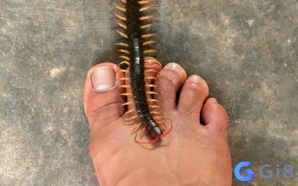 Mơ mình bị rết cắn đánh số mấy? Mơ mình bị rết cắn đánh số mấy?