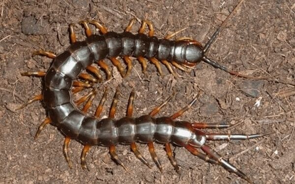 Bị rết cắn đánh số mấy? 5+ điềm báo khi mơ thấy rết