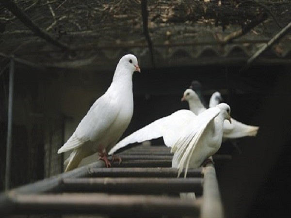 Bồ câu bay vào nhà đánh số mấy lô đề chính xác nhất?