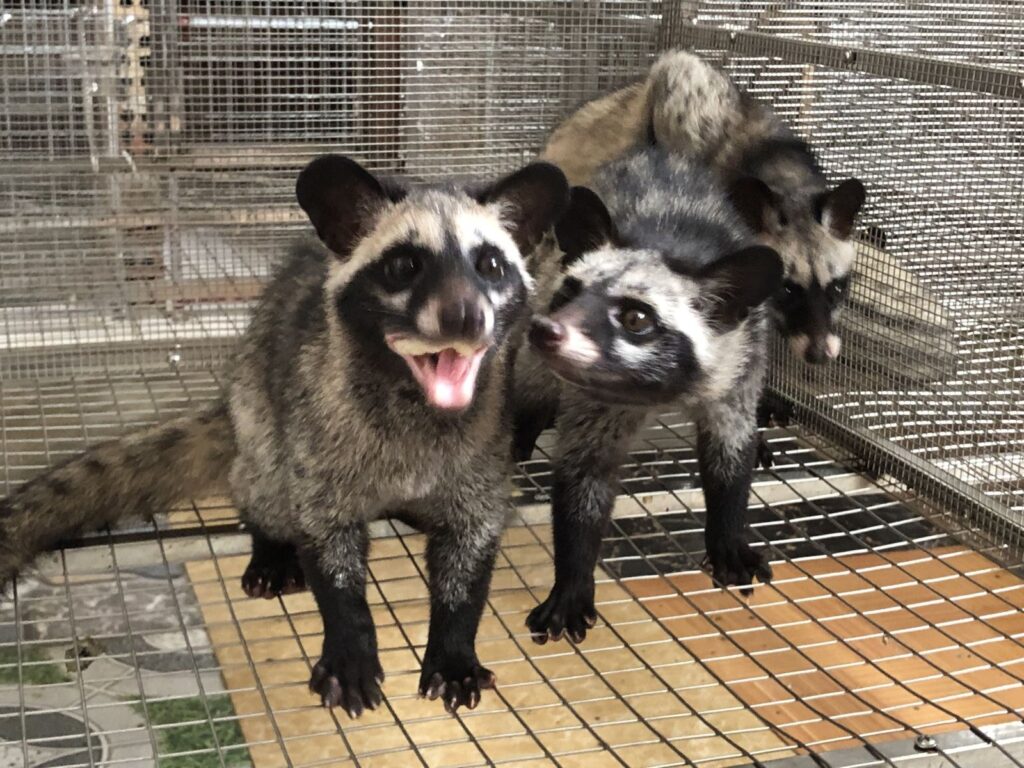 Con chồn số mấy? Dự đoán các con số trúng chuẩn đến 98%