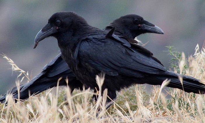 Con quạ số mấy? Mơ thấy quạ là điềm gì? 30giây luận giải