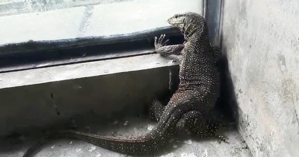 Mơ thấy kỳ đà chốt hạ số mấy trúng lớn? Gi8 luận giải