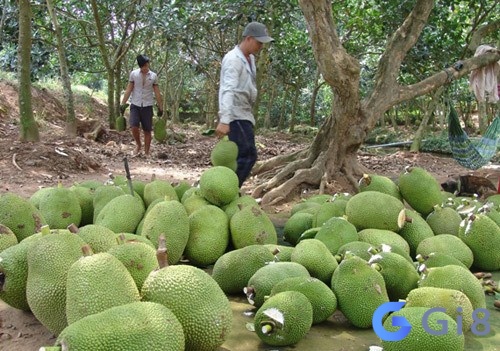 Ngủ mơ thấy hái mít mang lại điềm báo không tốt Ngủ mơ thấy hái mít mang lại điềm báo không tốt