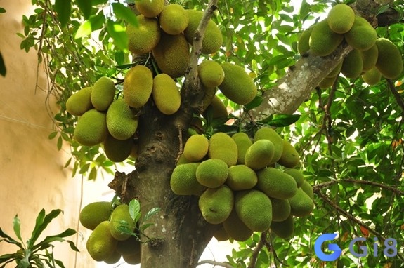 Mộng thấy cây mít sai quả cho thấy sẽ có những rắc rối sắp đến Mộng thấy cây mít sai quả cho thấy sẽ có những rắc rối sắp đến