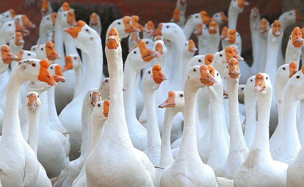 Mơ thấy ngỗng: Gi8 bật mí điềm báo và con số may mắn