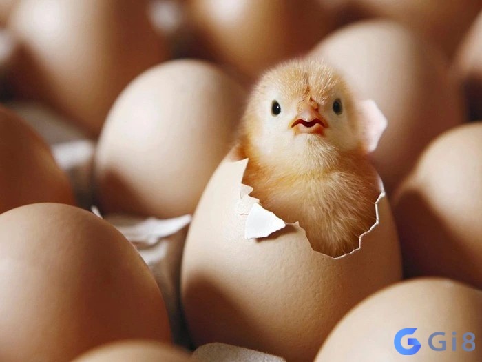 Mơ thấy trứng gà nở báo hiệu sắp có nhiều thử thách đến với bạn Mơ thấy trứng gà nở báo hiệu sắp có nhiều thử thách đến với bạn