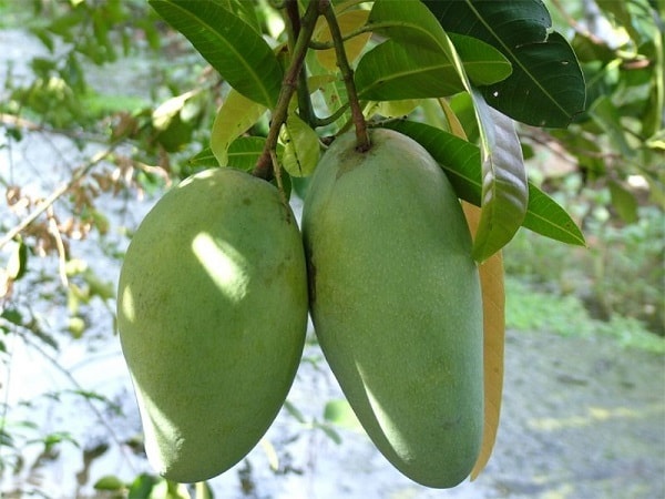 Nằm mơ thấy hái xoài chín là điềm báo gì? Đánh con gì hay nhất