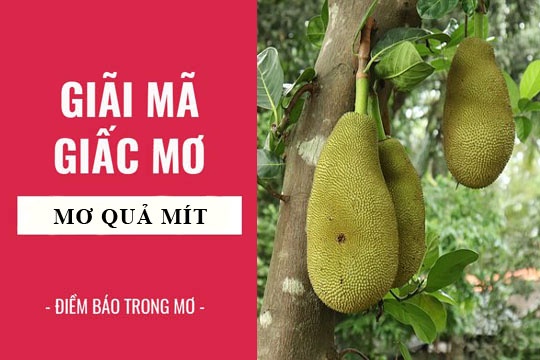 Nằm mơ thấy mít chín báo điềm gì? Cùng Gi8 tìm số đổi đời