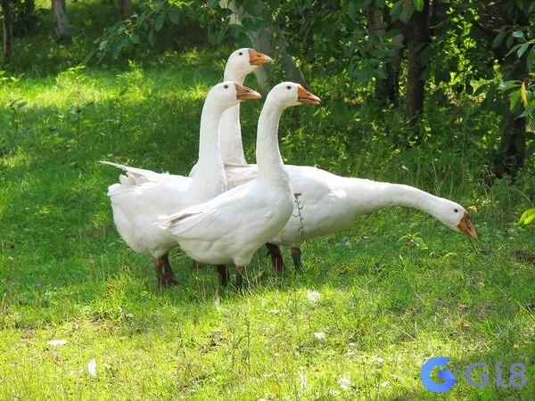 Nằm mơ thấy vịt đánh số gì để về bờ chiều nay? Nằm mơ thấy vịt đánh số gì để về bờ chiều nay?