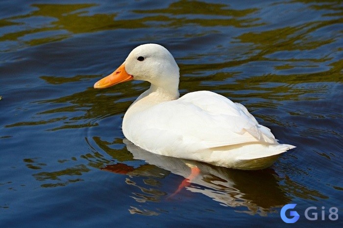 Nằm mơ thấy vịt đánh số gì – Giấc mơ thấy vịt thường mang ý nghĩa đặc biệt Nằm mơ thấy vịt đánh số gì - Giấc mơ thấy vịt thường mang ý nghĩa đặc biệt