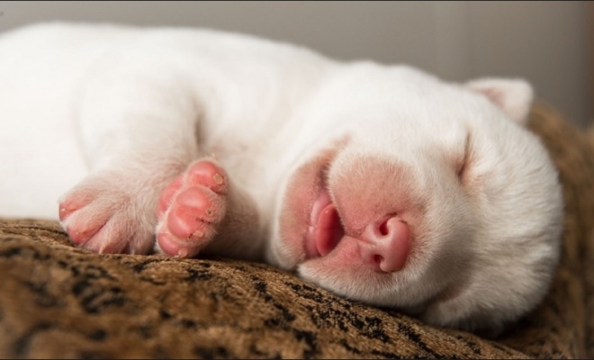 Chó là số bao nhiêu? Gi8 giải mã bộ số theo từng bối cảnh