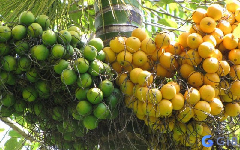 Ngủ mơ thấy cây cau nhiều quả dự báo những may mắn và thành công trong tương lai cho bạn Ngủ mơ thấy cây cau nhiều quả dự báo những may mắn và thành công trong tương lai cho bạn