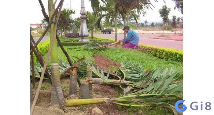 Mơ thấy cây cau bị chặt chỉ ra bạn là người dứt khoát và mạnh mẽ, không bao giờ bỏ cuộc Mơ thấy cây cau bị chặt chỉ ra bạn là người dứt khoát và mạnh mẽ, không bao giờ bỏ cuộc