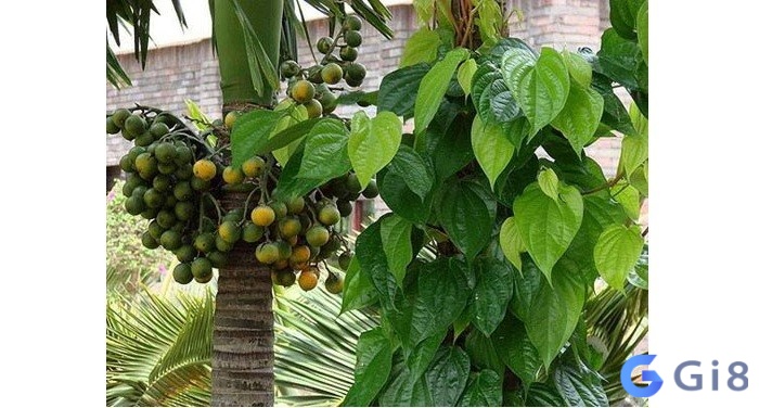 Chiêm bao cây trầu quấn quanh cây cao thể hiện hạnh phúc và bình an cho gia đình người mơ Chiêm bao cây trầu quấn quanh cây cao thể hiện hạnh phúc và bình an cho gia đình người mơ