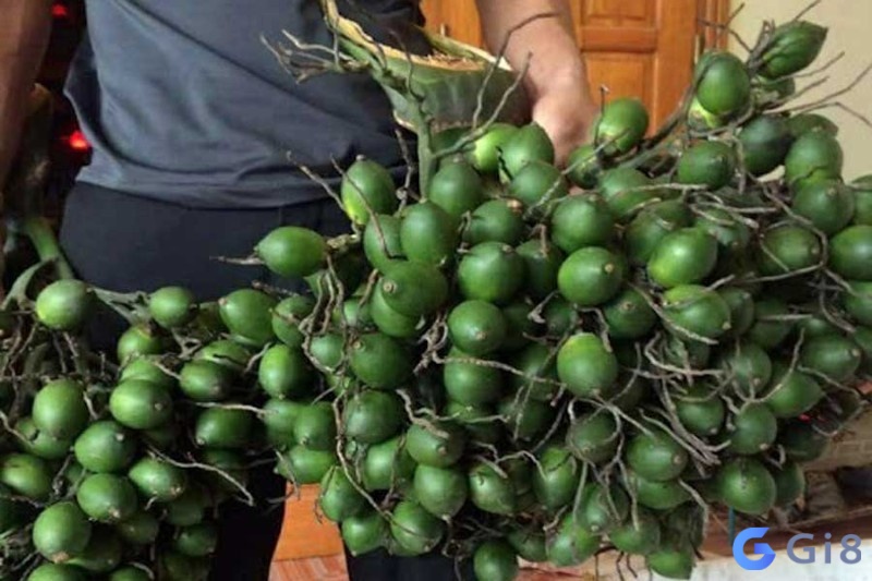 Ngủ nằm mơ nhặt được quả cau là lời tiên tri cho sự nghiệp của bạn trong thời gian tới Ngủ nằm mơ nhặt được quả cau là lời tiên tri cho sự nghiệp của bạn trong thời gian tới