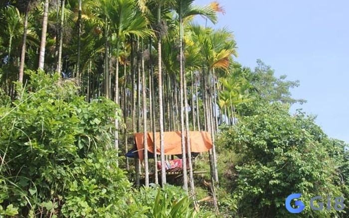 Ngủ mơ thấy cây cau, trầu cau nên đánh con lô nào? Ngủ mơ thấy cây cau, trầu cau nên đánh con lô nào?