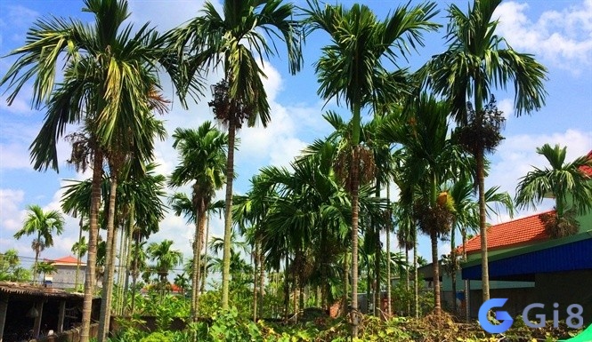 Ngủ mơ thấy cây cau dự báo những điềm báo gì, đánh con lô nào may mắn tương ứng với giấc mộng? Ngủ mơ thấy cây cau dự báo những điềm báo gì, đánh con lô nào may mắn tương ứng với giấc mộng?