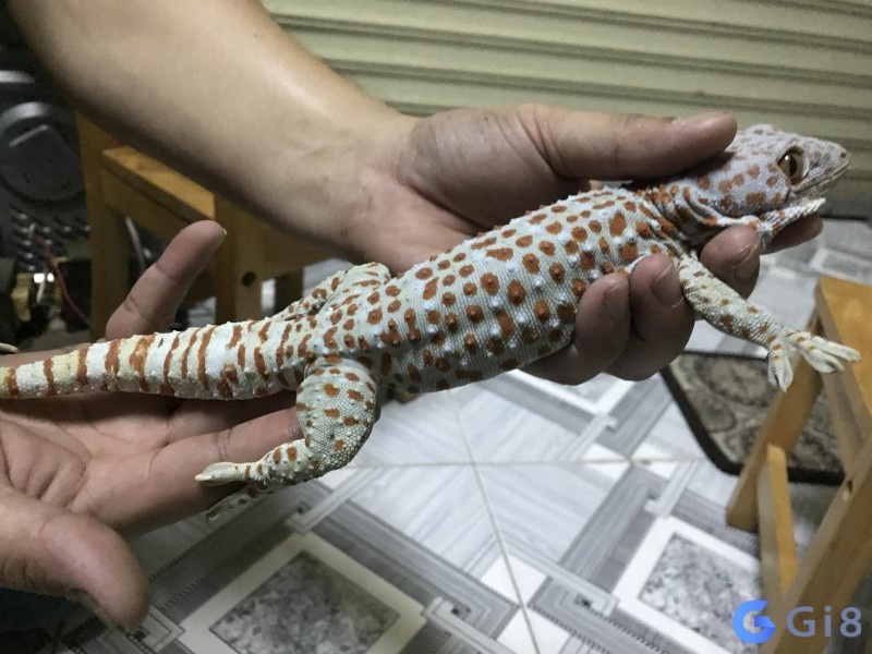 Ngủ mơ thấy tắc kè chết cảnh báo một đại họa nguy hiểm sắp xảy ra với bạn, hãy cẩn thận để tránh né nó Ngủ mơ thấy tắc kè chết cảnh báo một đại họa nguy hiểm sắp xảy ra với bạn, hãy cẩn thận để tránh né nó