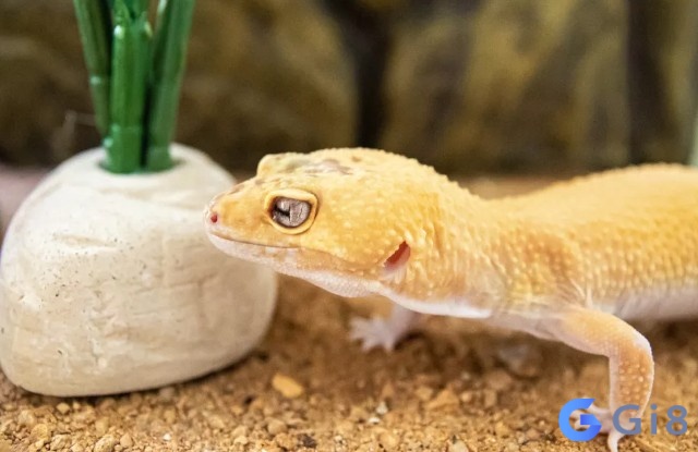 Mơ thấy tắc kè vàng là những dấu hiệu tốt lành cho công việc và sự nghiệp của bạn Mơ thấy tắc kè vàng là những dấu hiệu tốt lành cho công việc và sự nghiệp của bạn