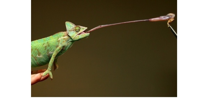 Mơ thấy tắc kè đánh con gì? Ghi con 76 hay 54 nhận tài lộc?