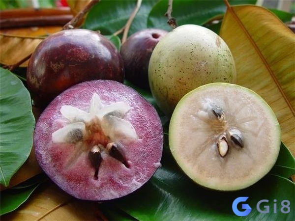 Mơ thấy vú sữa đánh đề con gì – Chiêm bao có thể là tốt hoặc xấu Mơ thấy vú sữa đánh đề con gì - Chiêm bao có thể là tốt hoặc xấu