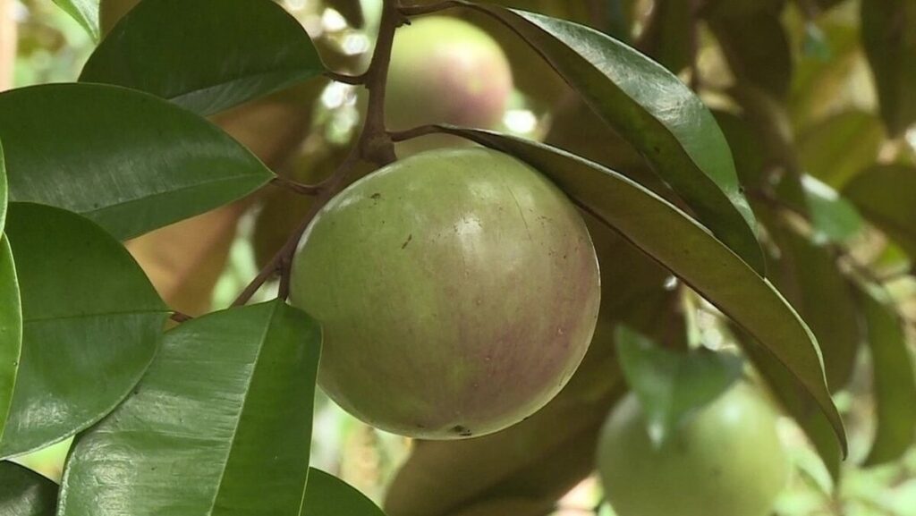 Mơ thấy vú sữa đánh đề con gì? Số mấy đúng nhất?