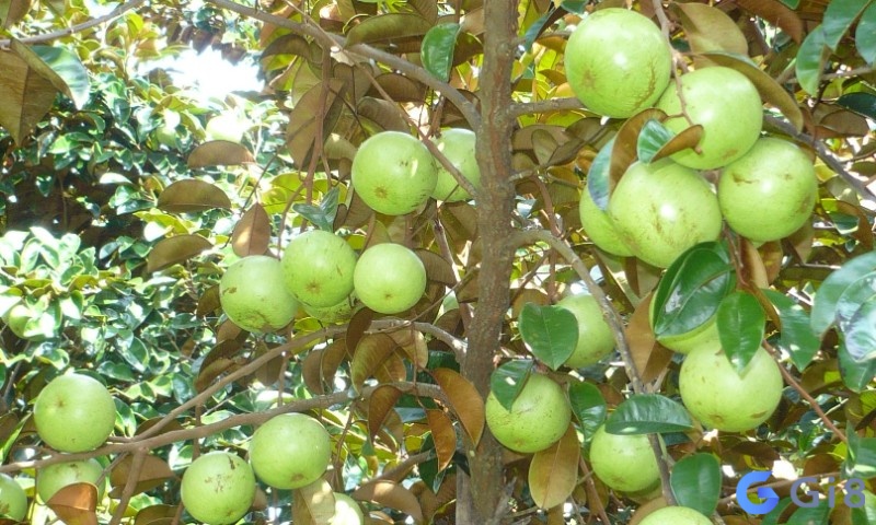 Mơ thấy vú sữa đánh đề con gì giúp trúng số chiều nay? Mơ thấy vú sữa đánh đề con gì giúp trúng số chiều nay?