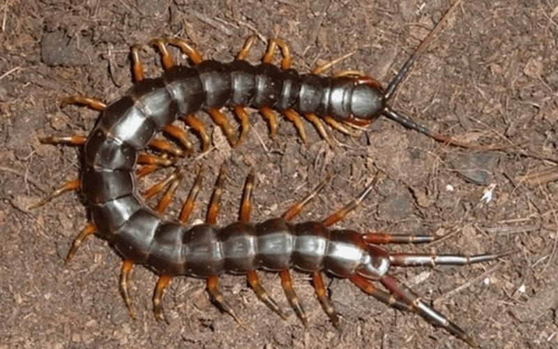 Nằm mơ thấy rết: Điềm báo tốt xấu và con số may mắn 2024