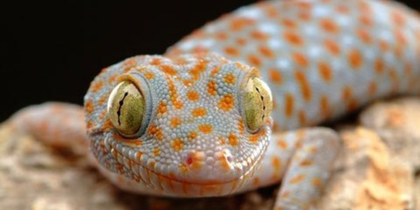 Tắc kè vào nhà kêu 5 tiếng đánh con gì? Giải mã chuyện lạ