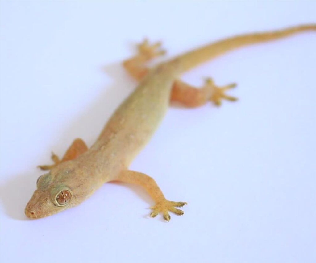 Thằn lằn rơi trúng người đánh số mấy? Lô đề chuẩn với Gi8