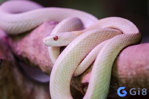 Mơ thấy rắn trắng là điềm gì – Bộ số may mắn không nên bỏ qua Mơ thấy rắn trắng là điềm gì - Bộ số may mắn không nên bỏ qua