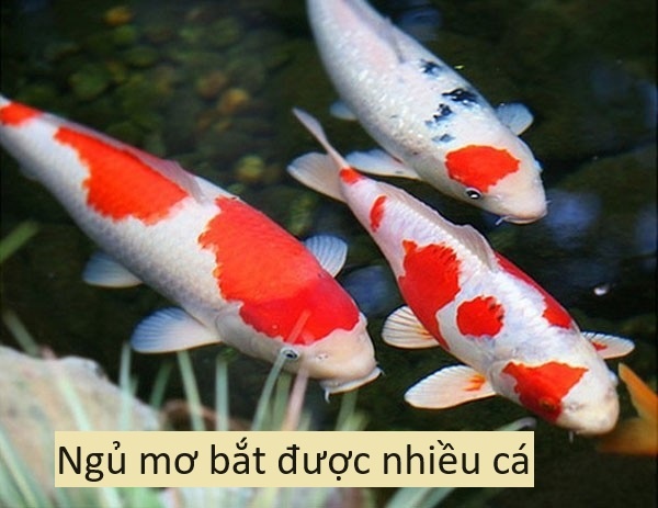 Ngủ mơ bắt được nhiều cá: Giải mã điềm báo cùng gi8