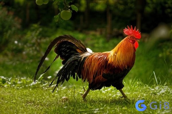 Mơ bắt được gà đánh con gì? Tại sao lại mơ thấy bắt được gà Mơ bắt được gà đánh con gì? Tại sao lại mơ thấy bắt được gà