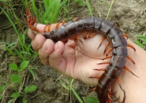 Nằm mơ thấy rết bò lên người điềm gì? Số may mắn bao nhiêu?