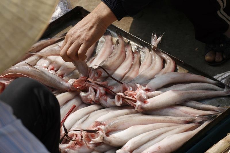 Mơ thấy mua cá: Giải mã điềm báo và con số đằng sau