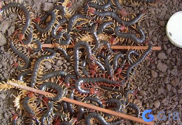 Nếu bạn mơ thấy nhiều rết bò thành đàn xung quanh mình thì điềm báo giấc mơ này cho thấy bạn đang lo sợ Nếu bạn nằm mơ thấy nhiều con rết xung quanh mình, điềm báo cho thấy bạn đang lo sợ. Đừng tạo áp lực cho bản thân, mọi chuyện đều có hướng xử lý tốt.