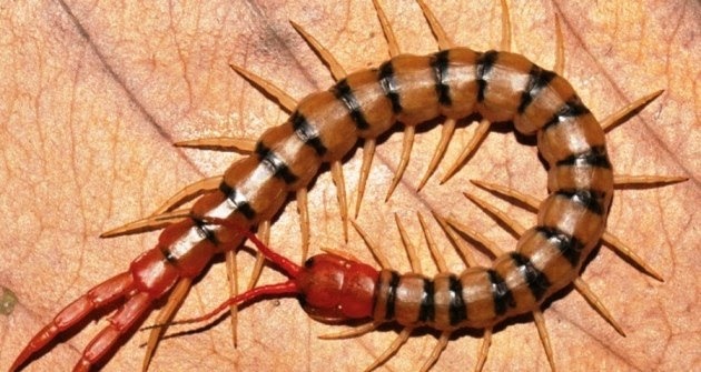 Nằm mơ thấy con rết là điềm gì? Số may mắn khi mơ là số nào?