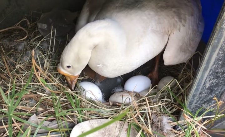 Nằm mơ thấy trứng ngỗng: Điềm báo và con số đề phía sau