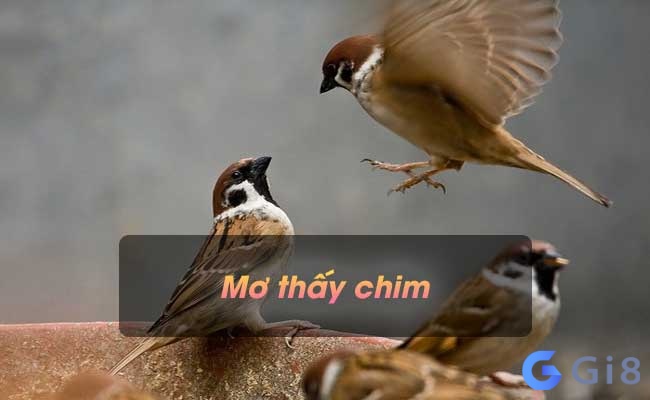 Giải mã giấc ngủ nằm mơ thấy con chim đánh đề con gì Giải mã giấc ngủ nằm mơ thấy con chim đánh đề con gì