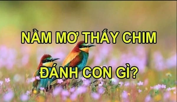 Mơ thấy con chim đánh đề con gì? Mộng thấy chim hên hay xui
