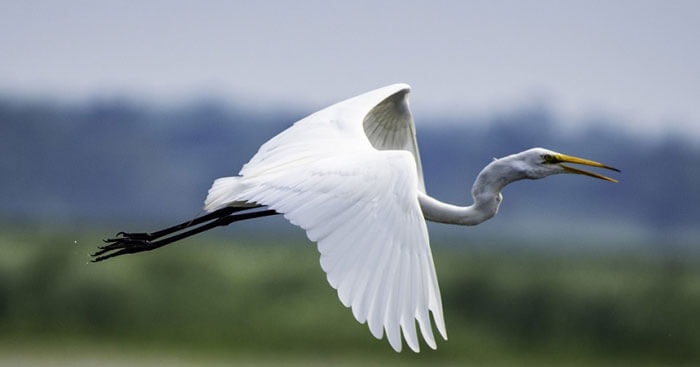 Mơ thấy con cò đánh đề con gì? Liệu may mắn hay xui xẻo?