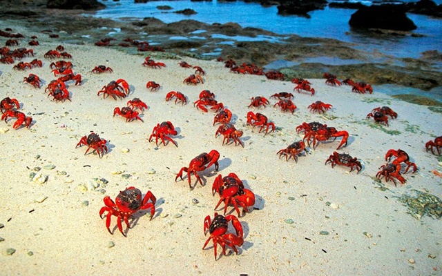 Mơ thấy con cua đánh đề con gì? Giải mã giấc mơ con cua