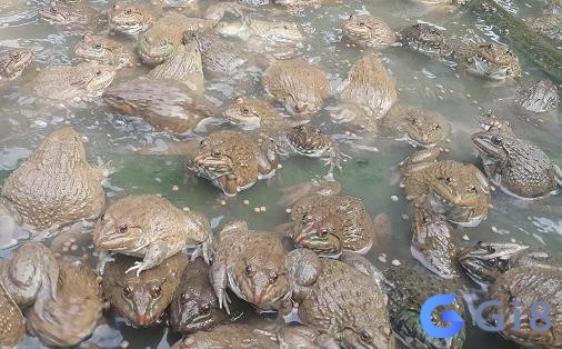 Mơ thấy bầy ếch có thể bạn đang cảm thấy khó chịu vì điều gì đó Mơ thấy bầy ếch có thể bạn đang cảm thấy khó chịu vì điều gì đó