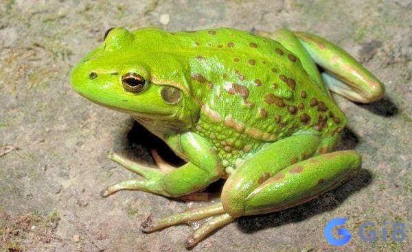 Mơ thấy con ếch dự báo về sự thay đổi trong cuộc sống Mơ thấy con ếch dự báo về sự thay đổi trong cuộc sống