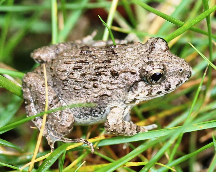 Mơ thấy con ếch đánh đề con gì? Giấc mơ nhiều ẩn ý