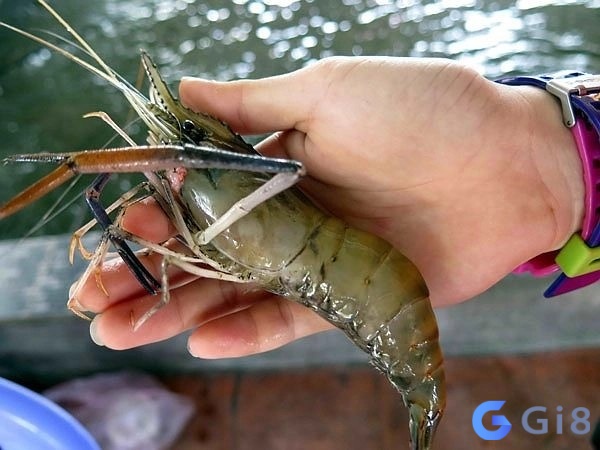 Ngủ mơ thấy câu dính tôm mang theo điềm báo tốt lành Ngủ mơ thấy câu dính tôm mang theo điềm báo tốt lành