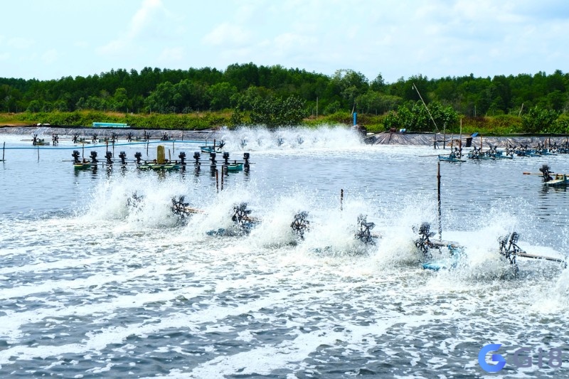 Mơ ngủ thấy ao tôm được lý giải liên quan đến vấn đề tình cảm Mơ ngủ thấy ao tôm được lý giải liên quan đến vấn đề tình cảm