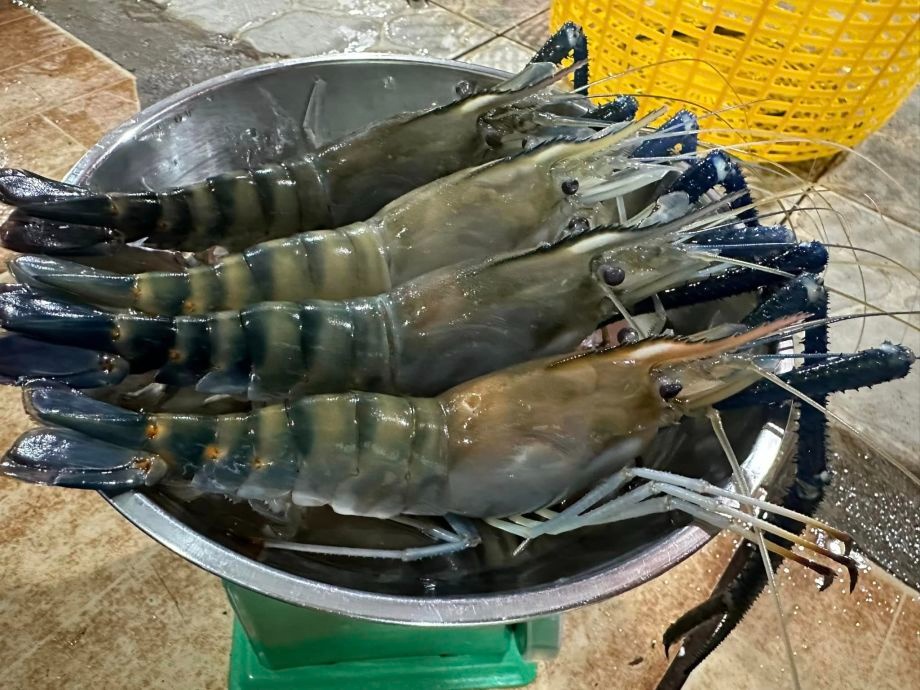 Mơ thấy con tôm đánh đề gì? Con số tài lộc phải chọn ngay