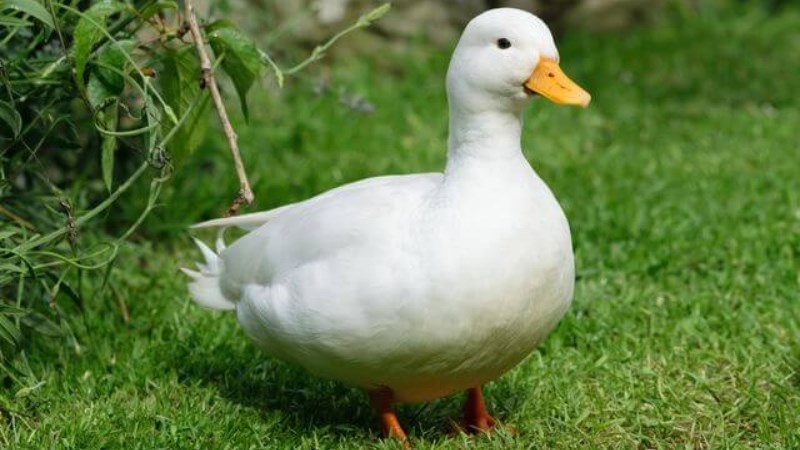 Mơ thấy con vịt đánh đề con gì? Luận giải chi tiết giấc mơ